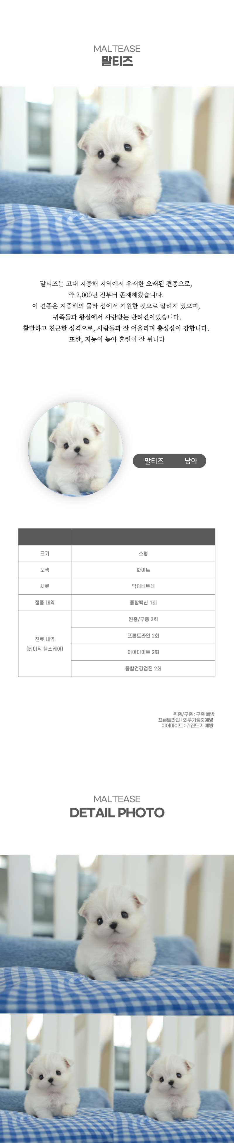 말티즈_상세이미지_2